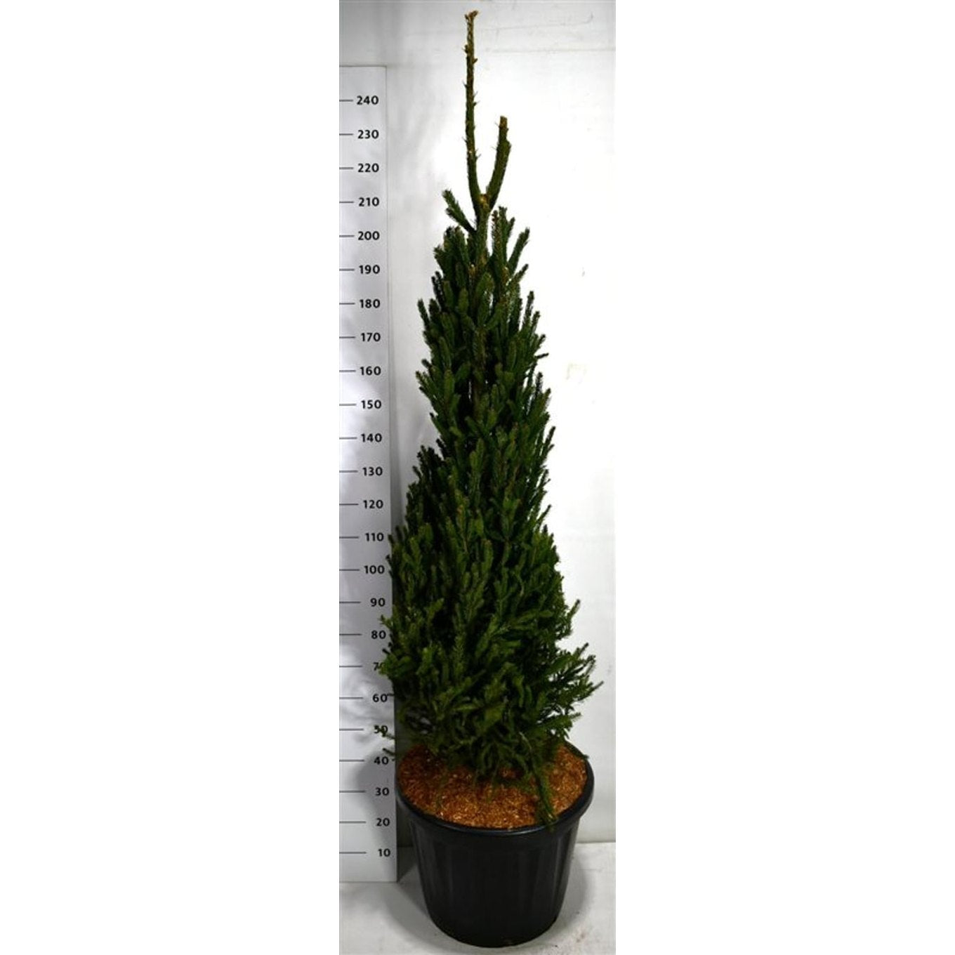 Gran – Picea abies 'Columnaris' - C80 175-200 cm. Sol